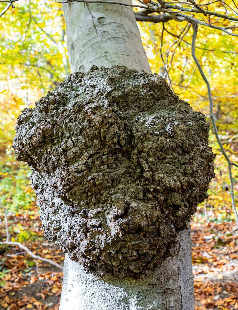 Crown Gall: Symptoms and Damage on Cherry Trees