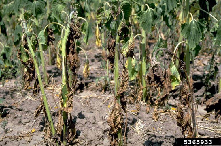 Verticillium wilt damage in peppers