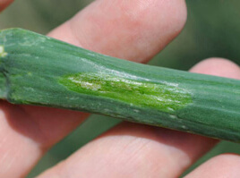 Iris Yellow Spot Virus: Symptoms and Damage in Onions