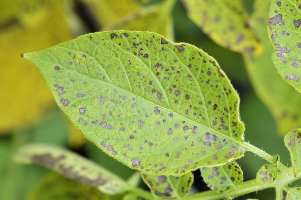 Manchas en plantas decorativas | idMicrobe