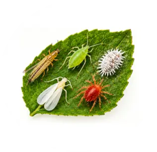 Insectos