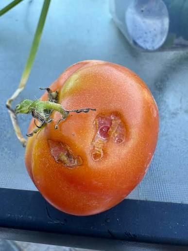 Fruit damaged by snails and slugs with bites and eroded areas