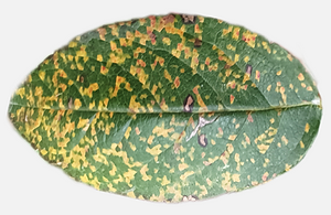 Rose Rust: How to Recognize and Treat It Effectively