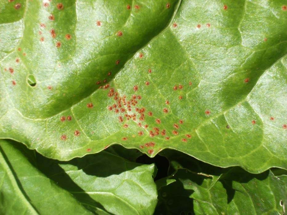 Roya en Remolacha de mesa: Cómo se reconoce y se trata eficazmente