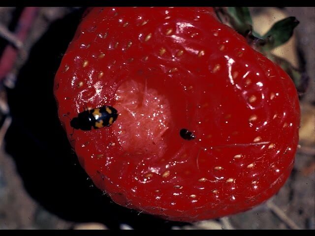 Coleópteros: Síntomas y daños en Arándano