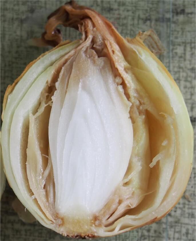 Pudrición del centro: Síntomas y daños en Cebolla