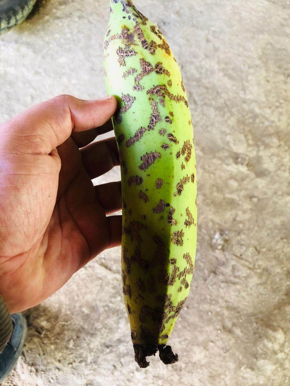 Fruto dañado por escarabajos con agujeros y mordeduras en la superficie