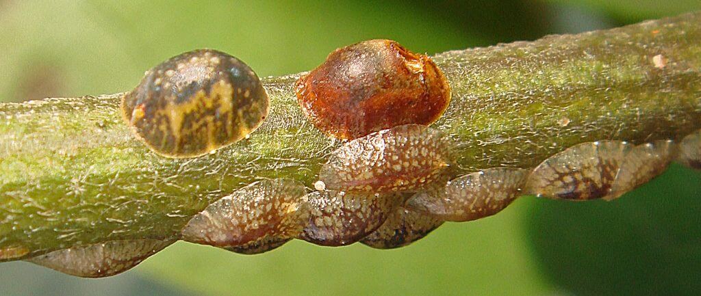 Scale insects (coccoidea): what they are, how they originate, and how to eliminate them effectively.
