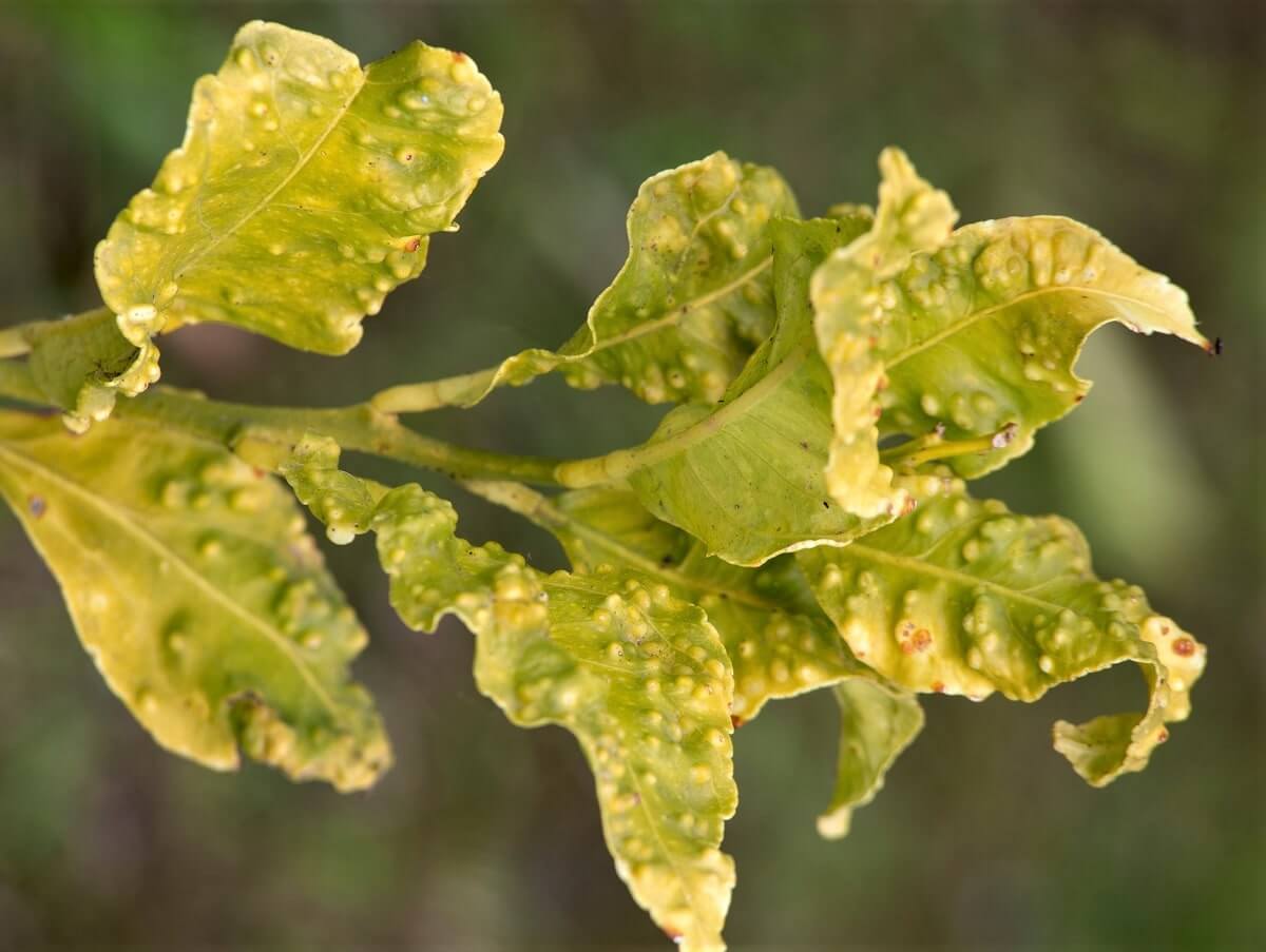 Danos causados por psilídeos em pomóideas