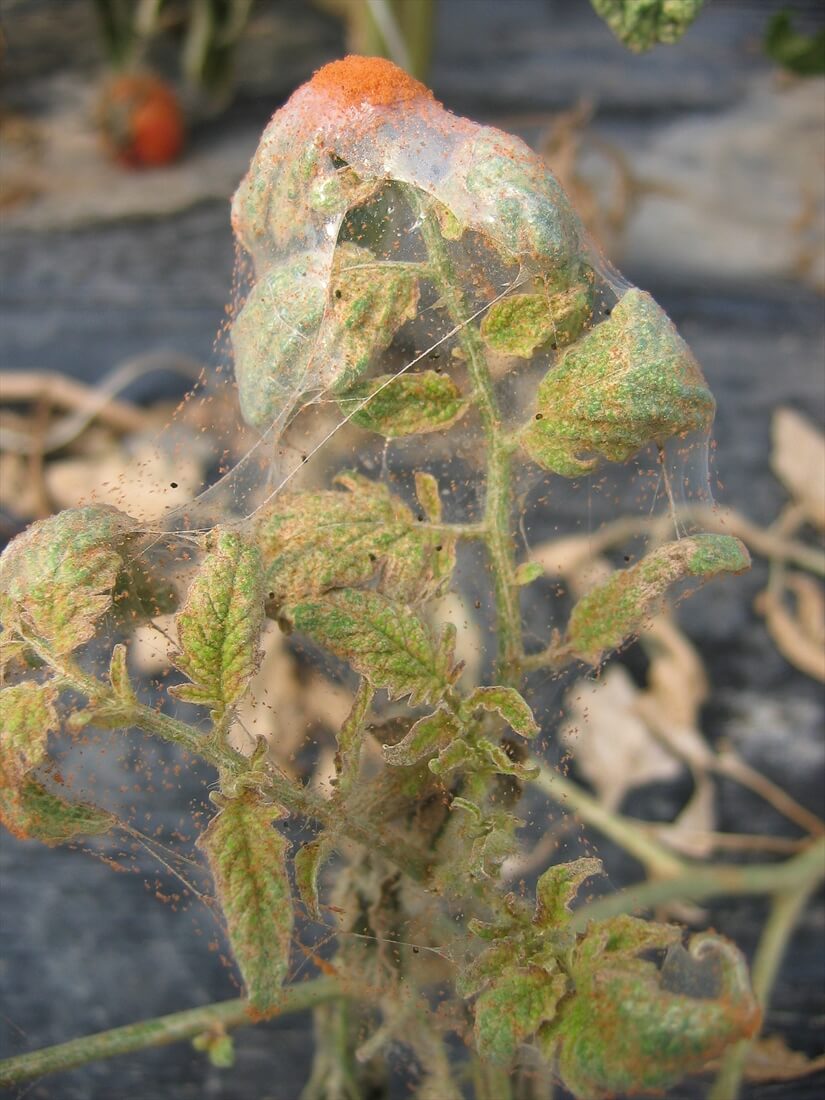 Araignée rouge : symptômes et dégâts sur les tomates