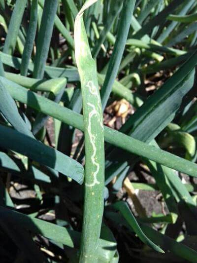 Minador en cebolla | idMicrobe