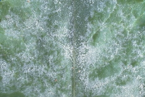 Dégâts causés par l'oïdium sur les betteraves sucrières