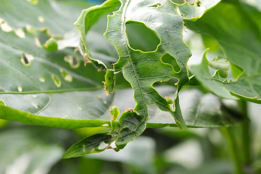 Rosquilla negra: qué es, cómo se origina y cómo eliminar de forma efectiva en rábano