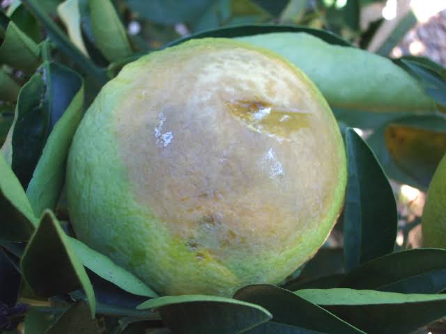 Fruto afectado por aguado con zonas blandas y podredumbre