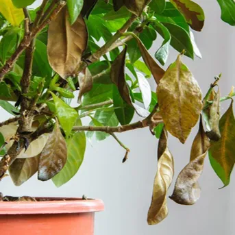 Síntomas de deshidratación en plantas: hojas caídas por escasez de riego