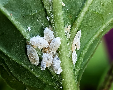 Cochinilla algodonosa: qué es, cómo se origina y cómo eliminar de forma efectiva en naranjo