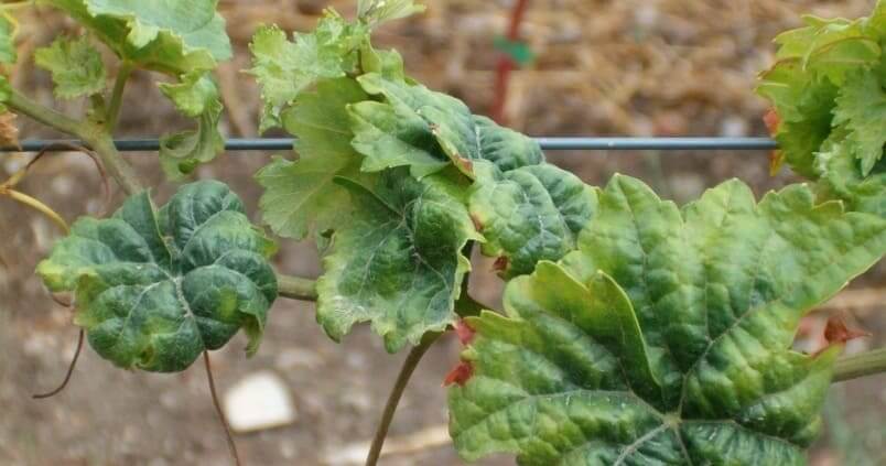 Cómo reconocer y combatir chichcarritas o saltahojas en vid