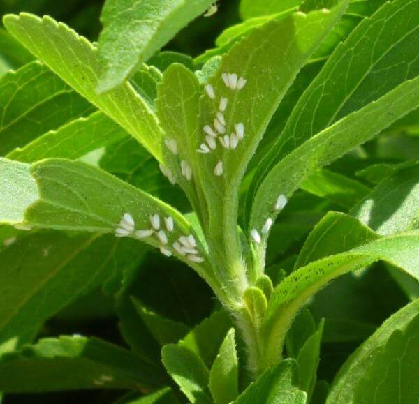 Damage caused by whiteflies on ornamental plants