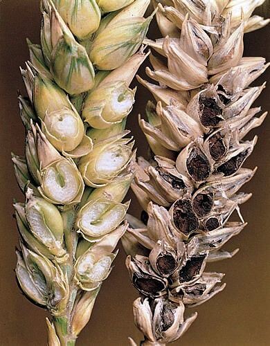 Damage caused by wheat blight or decay in winter cereals
