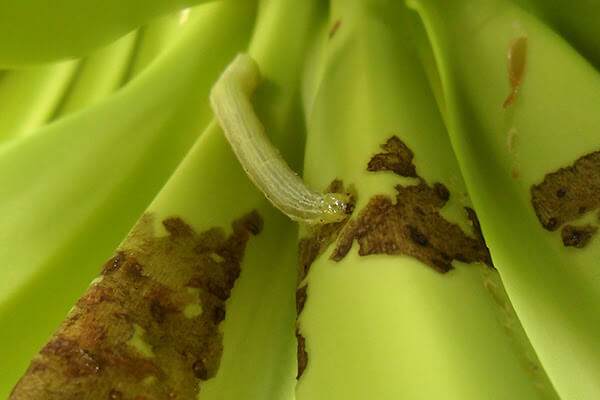 Danos causados por lagartos em plantações de banana