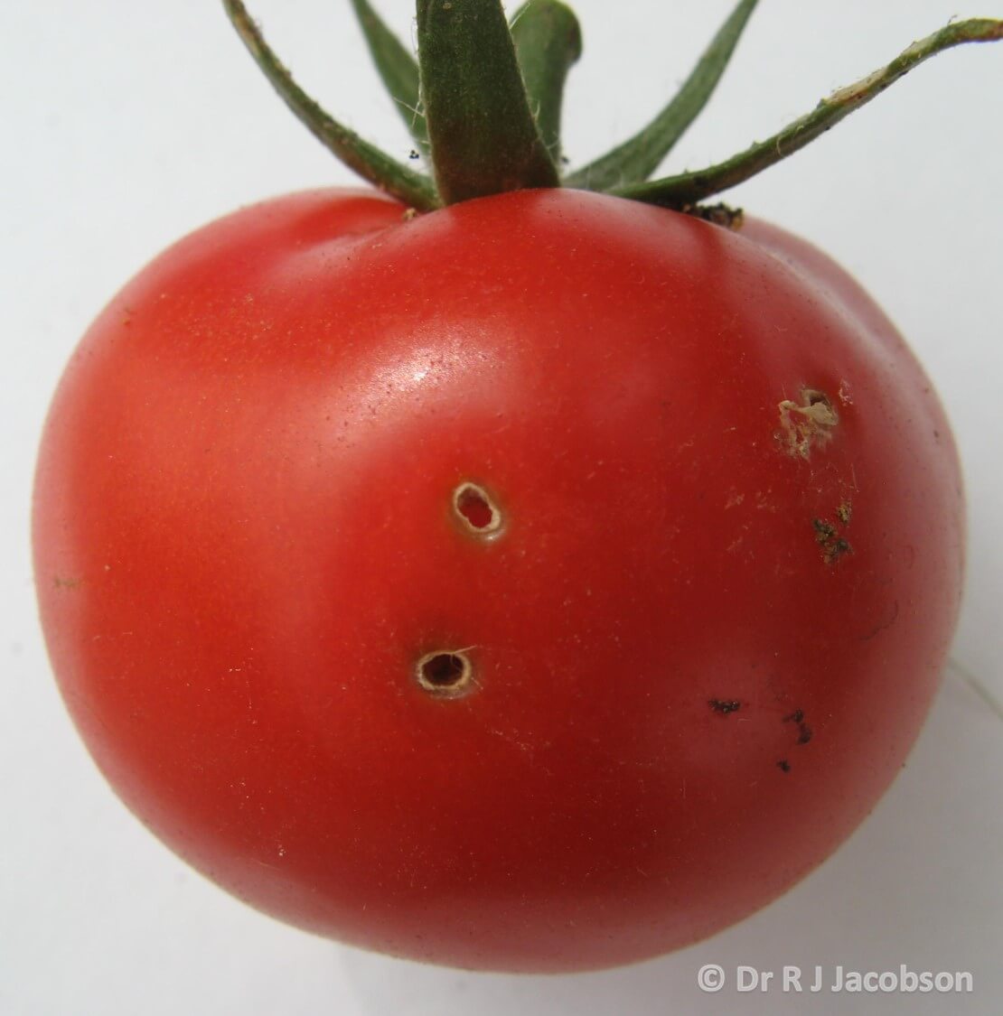 Polilla del tomate | idMicrobe