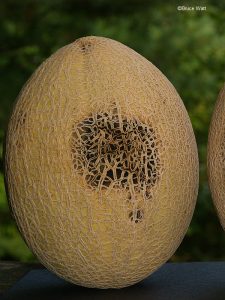 Chancre ou pourriture des gommes chez les cucurbitacées non comestibles : comment le reconnaître et le traiter efficacement