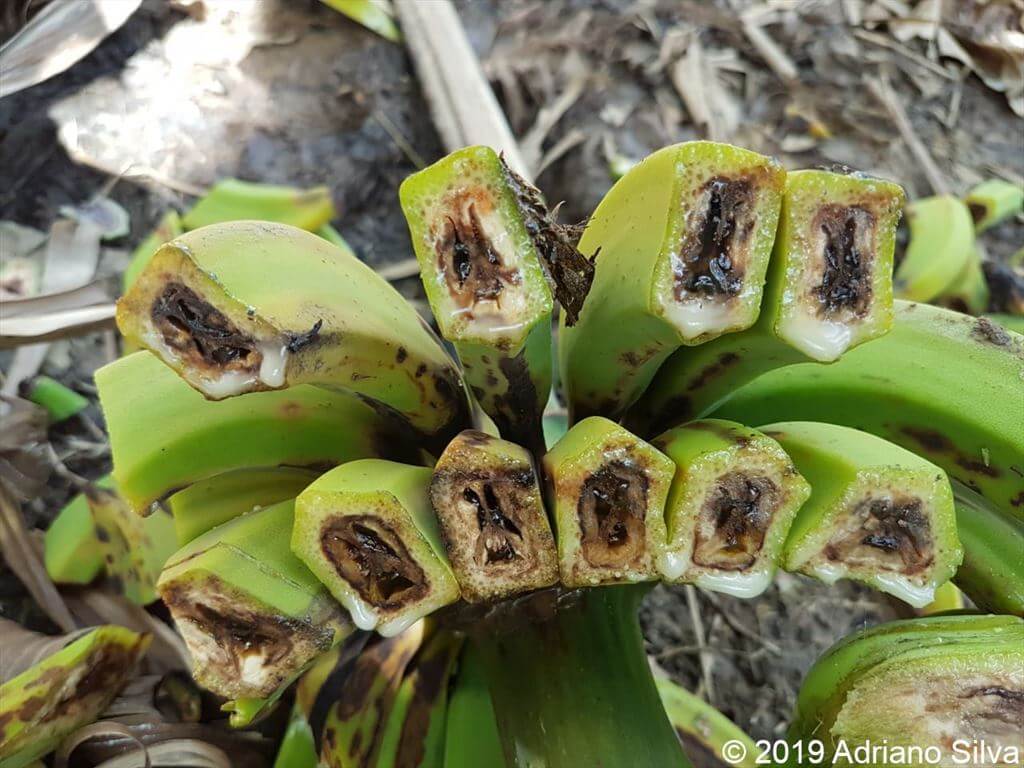Damage caused by Moko or Maduraviche in Banana Plantations
