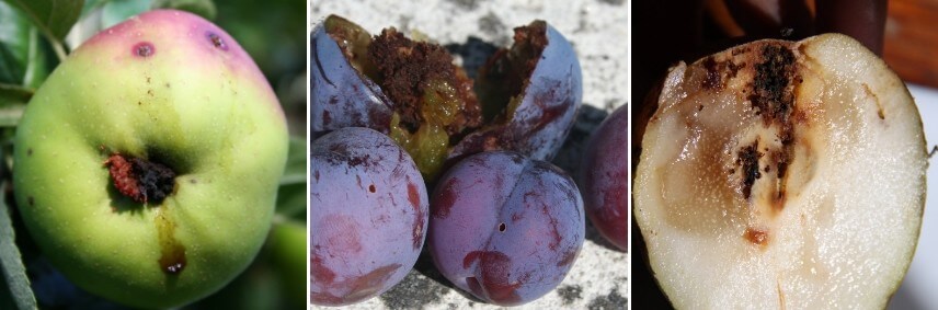 Codling moth on plum | idMicrobe