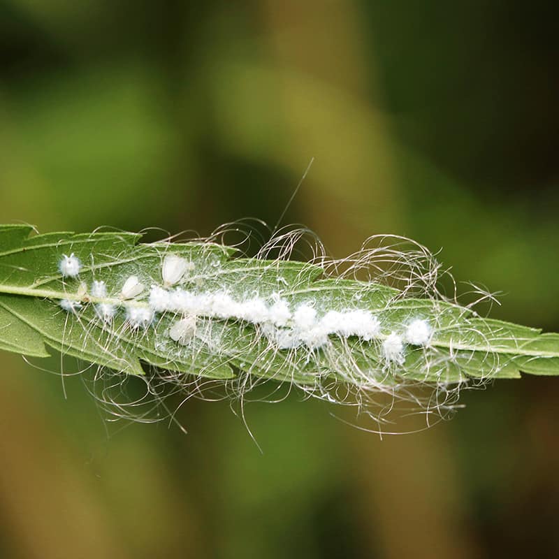 Whitefly: Symptoms and Damage in Cannabis