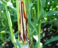 Anthracnose: Symptoms and Damage in Corn