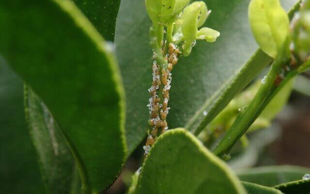 Asian Citrus Psyllid: Symptoms and Damage in Orange Trees