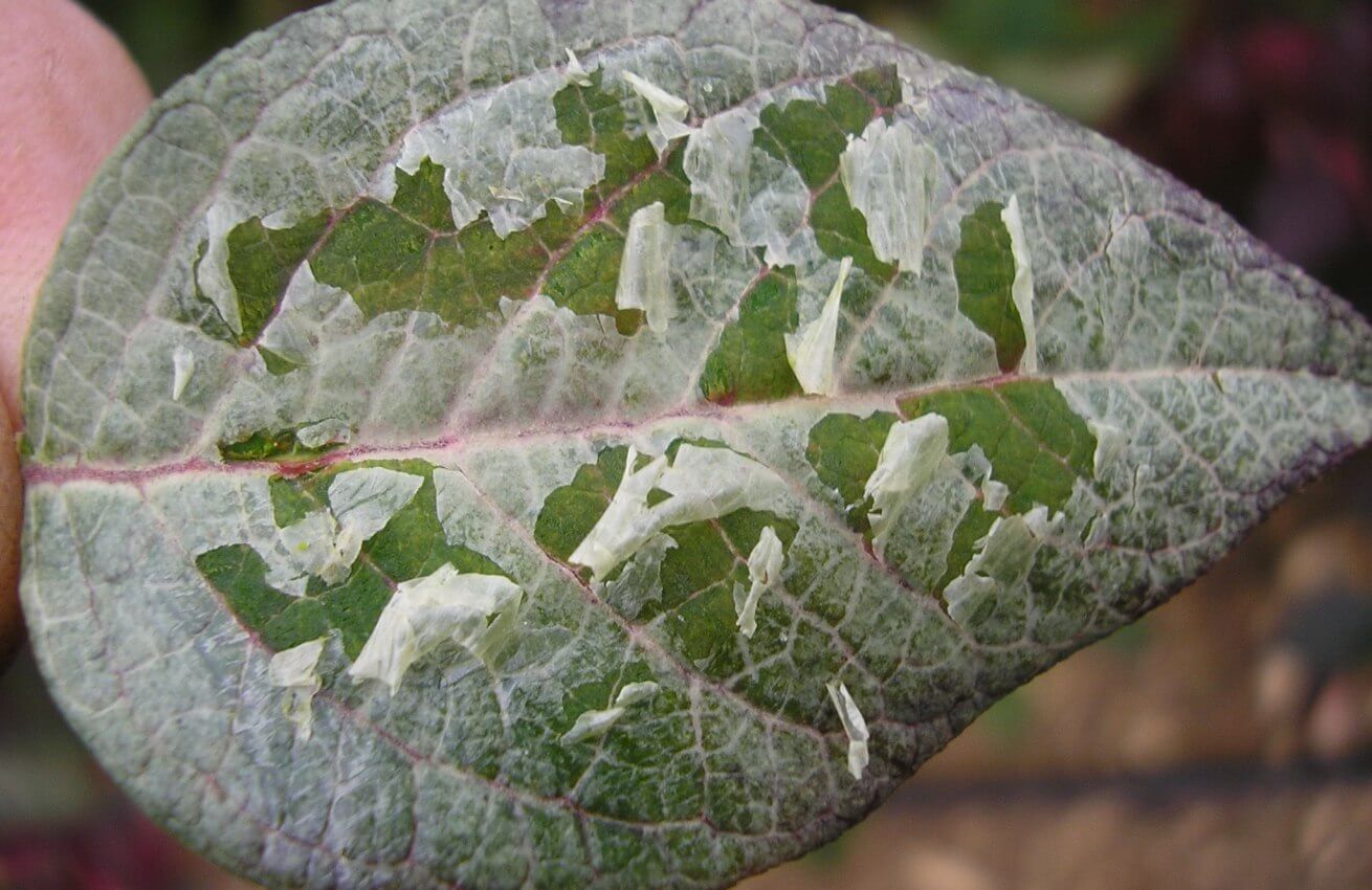 Daños causados por Plateado del ar ándano en Arándano
