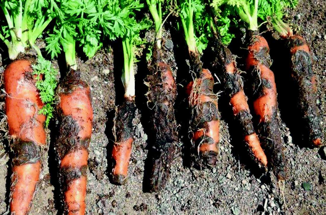 Carrot Bacteriosis: How to Recognize and Treat It Effectively