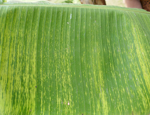 Banana necrotic streak virus (BSV) in banana plantations: How to recognize and treat it effectively