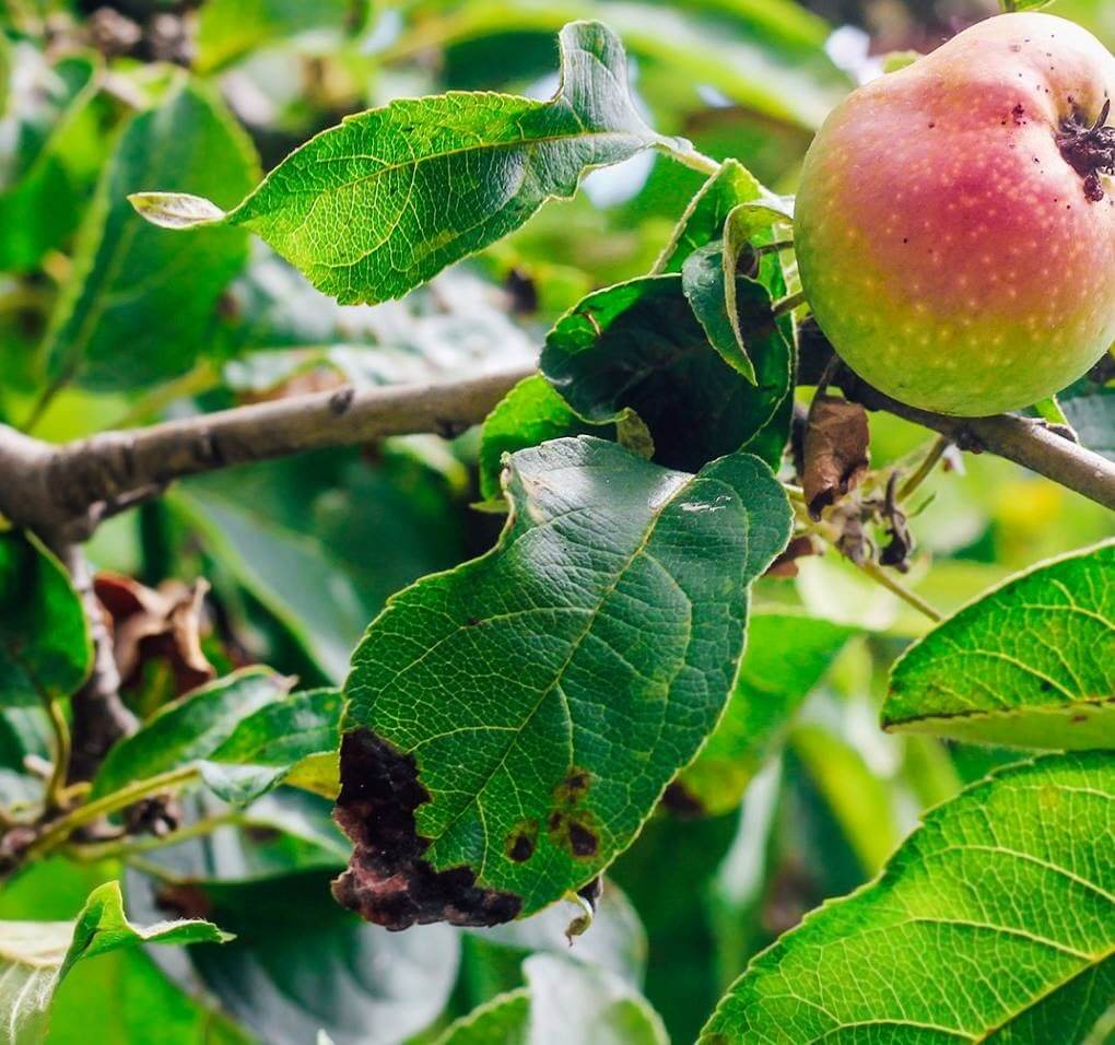 Cómo reconocer y combatir fuego bacteriano en frutales de pepita
