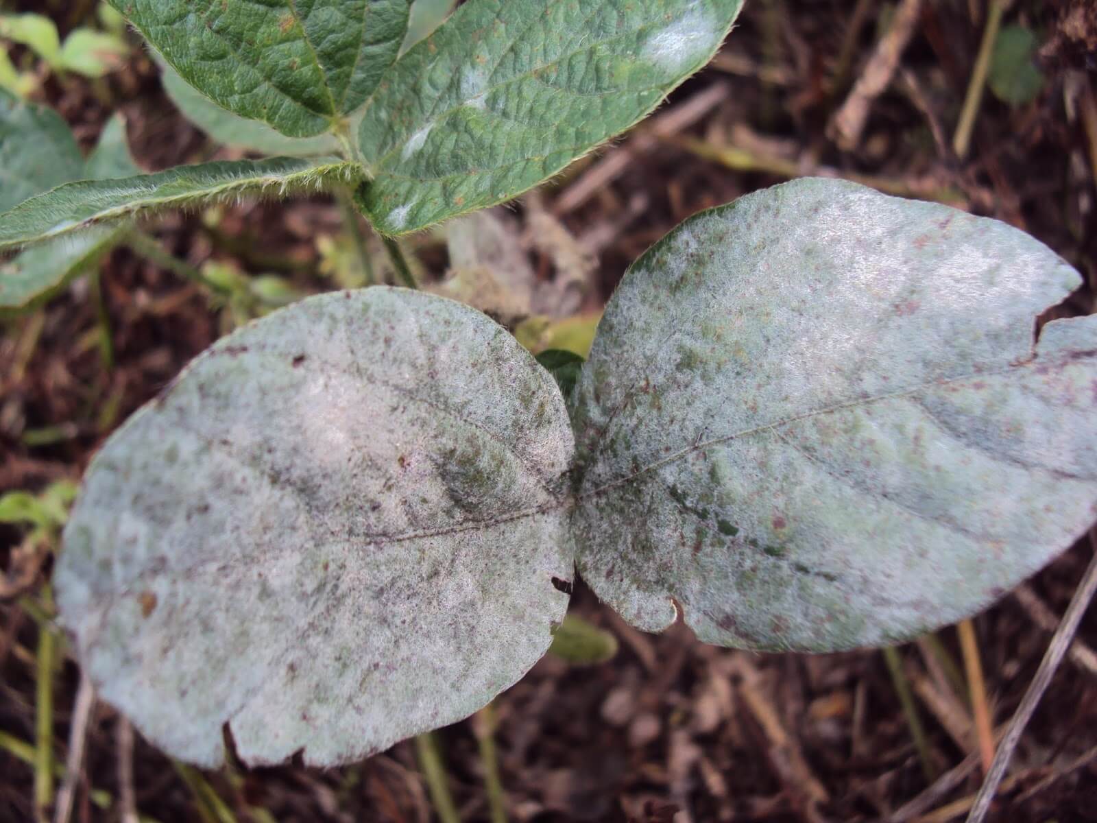 Oídio: Sintomas e Danos na Soja