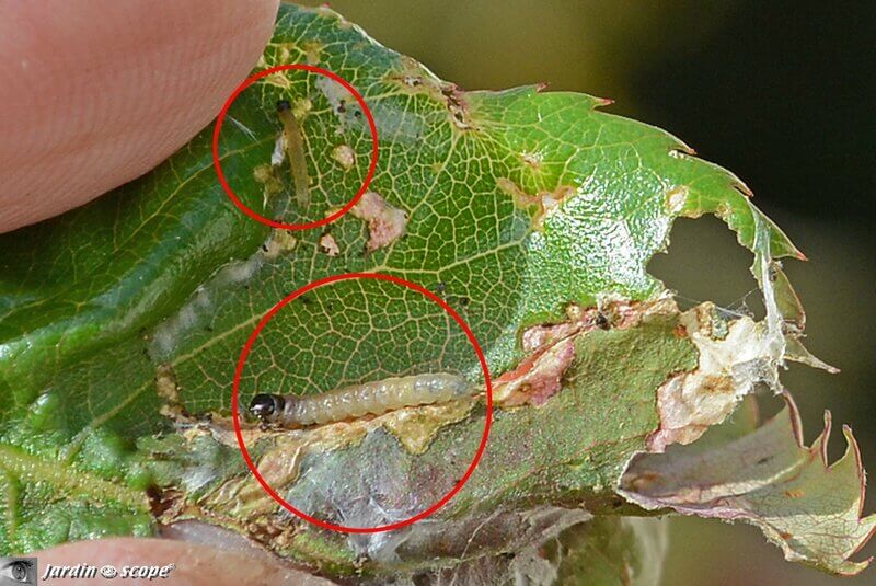 Cacoecia, capua, o gusano del clavel: Síntomas y daños en Frutales de pepita