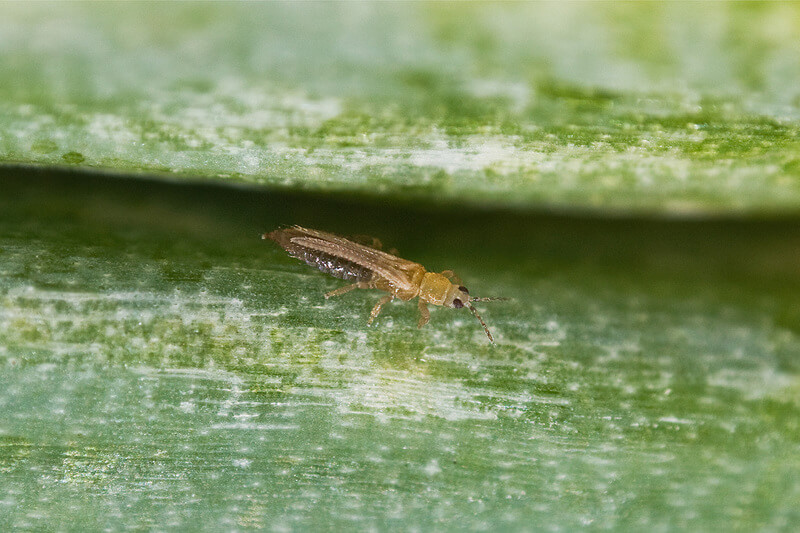 Daños causados por Trips en Tomate