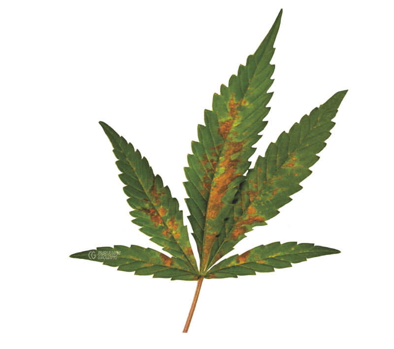 Roya: Síntomas y daños en Cannabis