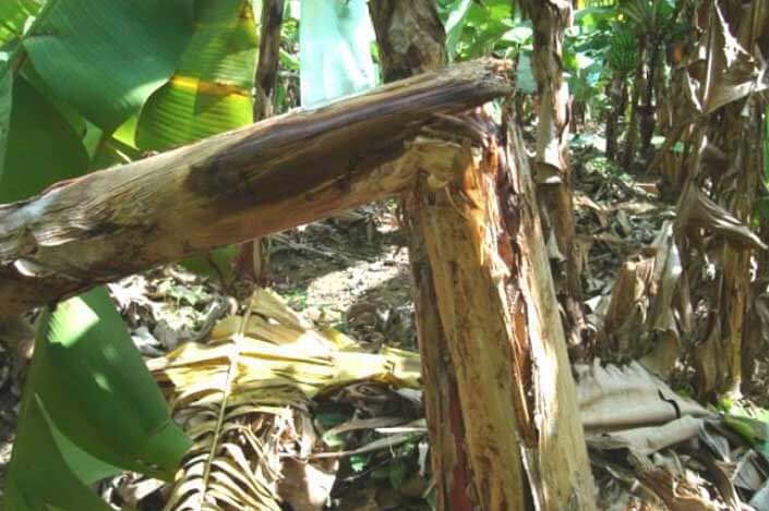 Dégâts causés par la pourriture aqueuse du pseudotronc ou la pourriture molle chez les bananiers