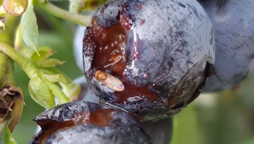 Les mouches à fruits : ce qu’elles sont, d’où viennent-elles et comment les éliminer efficacement.
