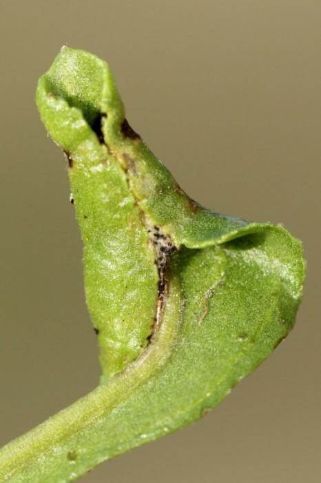 Beetroot Moth: How to Recognize and Treat It Effectively