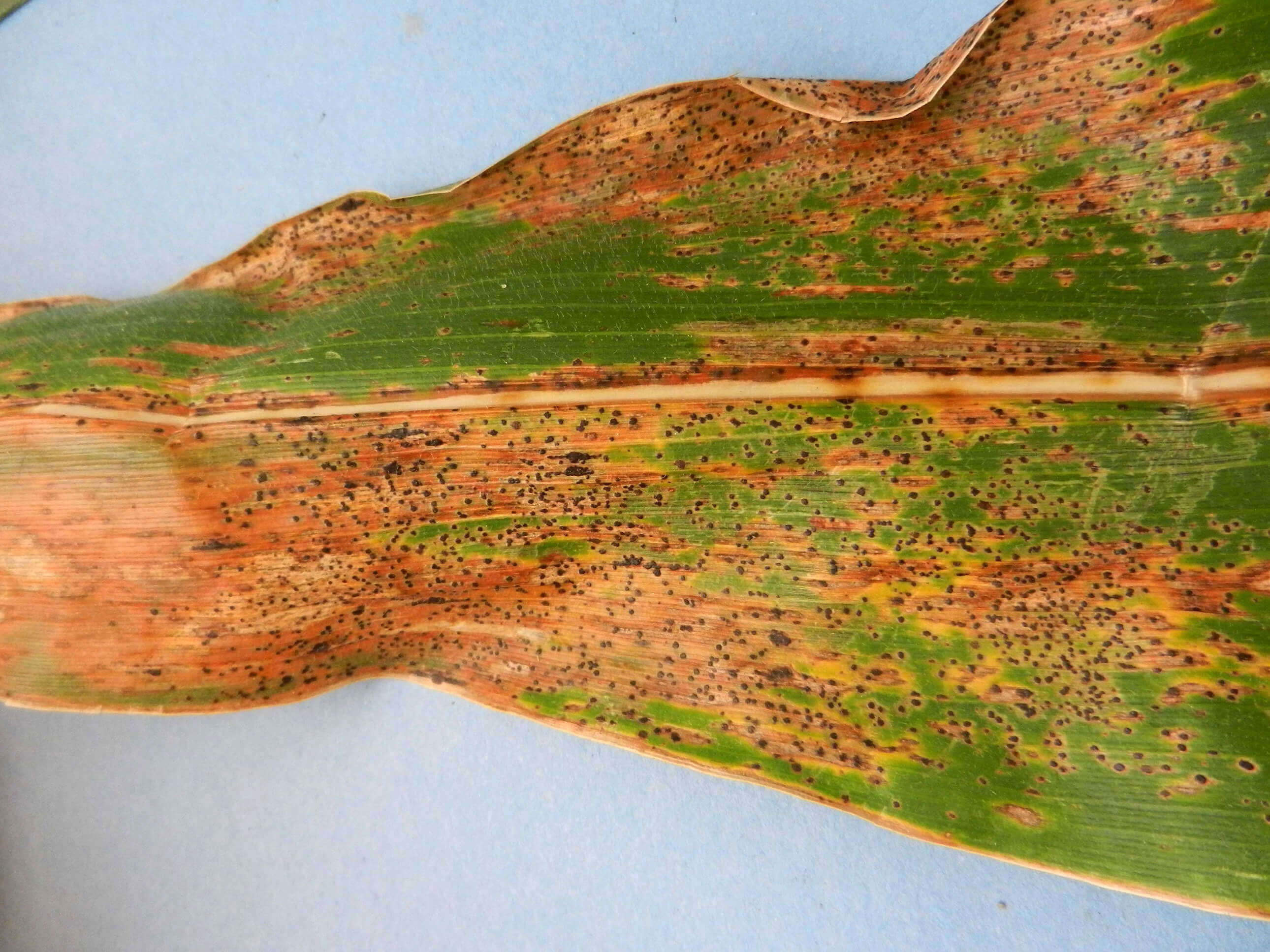 Mancha de asfalto: Síntomas y daños en Maíz