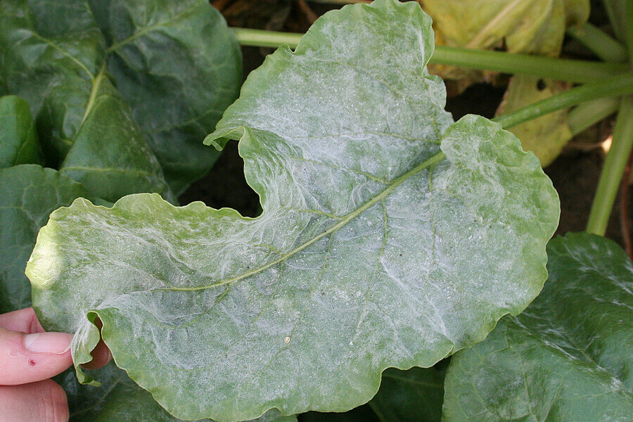 Powdery mildew on beets | idMicrobe