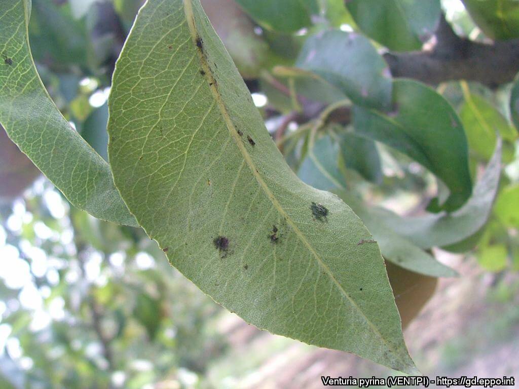Moteado o roña: Síntomas y daños en Frutales de pepita