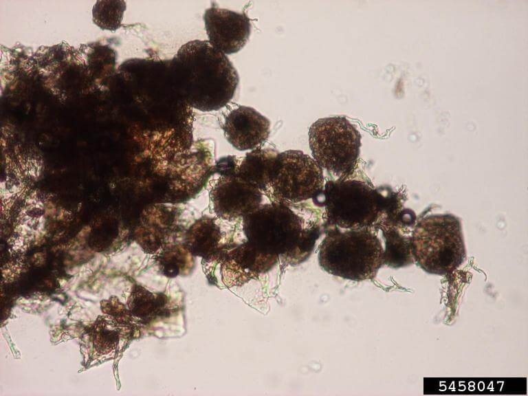 Sarna pulverulenta o roña en Patata: Cómo se reconoce y se trata eficazmente