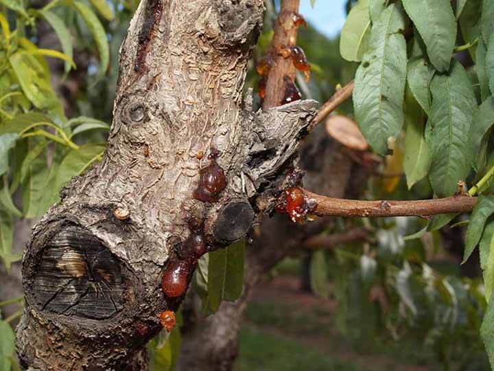 Chancro Perenne en Albaricoque: Cómo se reconoce y se trata eficazmente