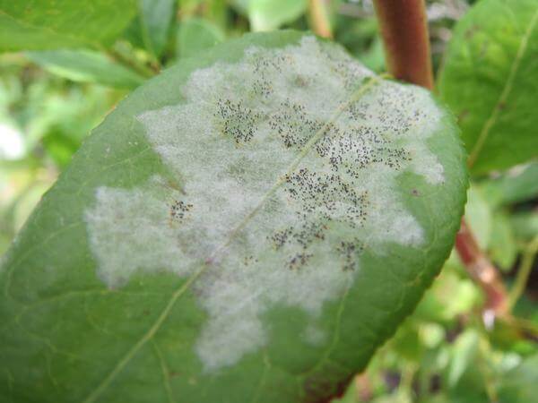 Powdery mildew on blueberries | idMicrobe
