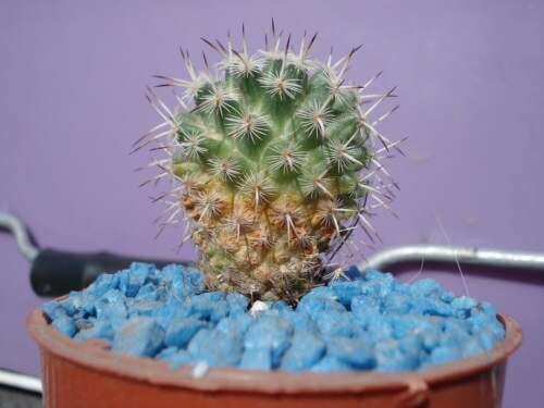 Como reconhecer e combater a ferrugem em cactos