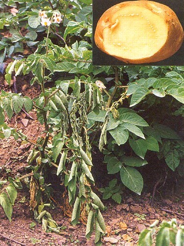 How to recognize and treat potato brown rot or bacterial wilt